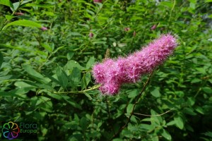 Spiraea salicifolia (4)4